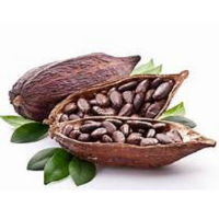 Good Quality Dried Grade A Cocoa/ Cacao/ Chocolate Bean