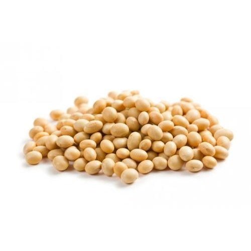 GMO Soybean