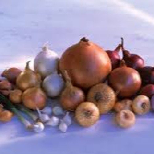  Bulb Vegetables 