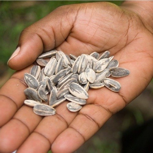 Flower Seeds