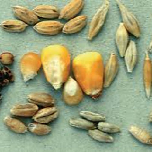 Cereal Seeds