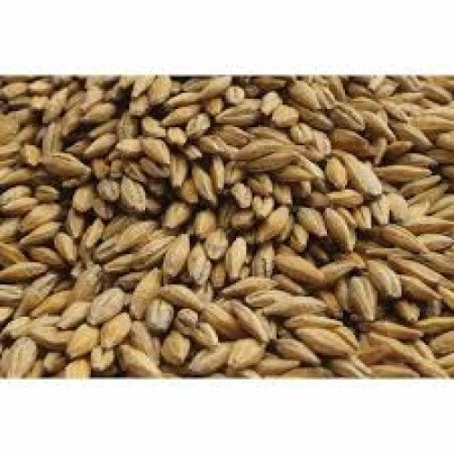Fodder Seeds
