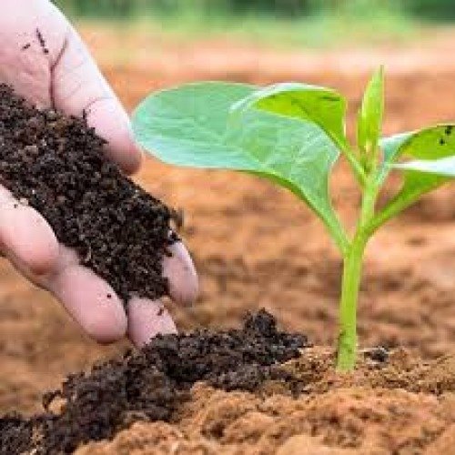 Organic Fertilizers