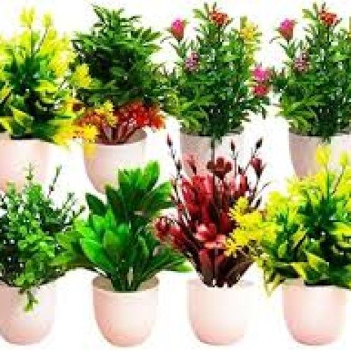 Potted Plants