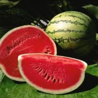  Fresh Watermelon 